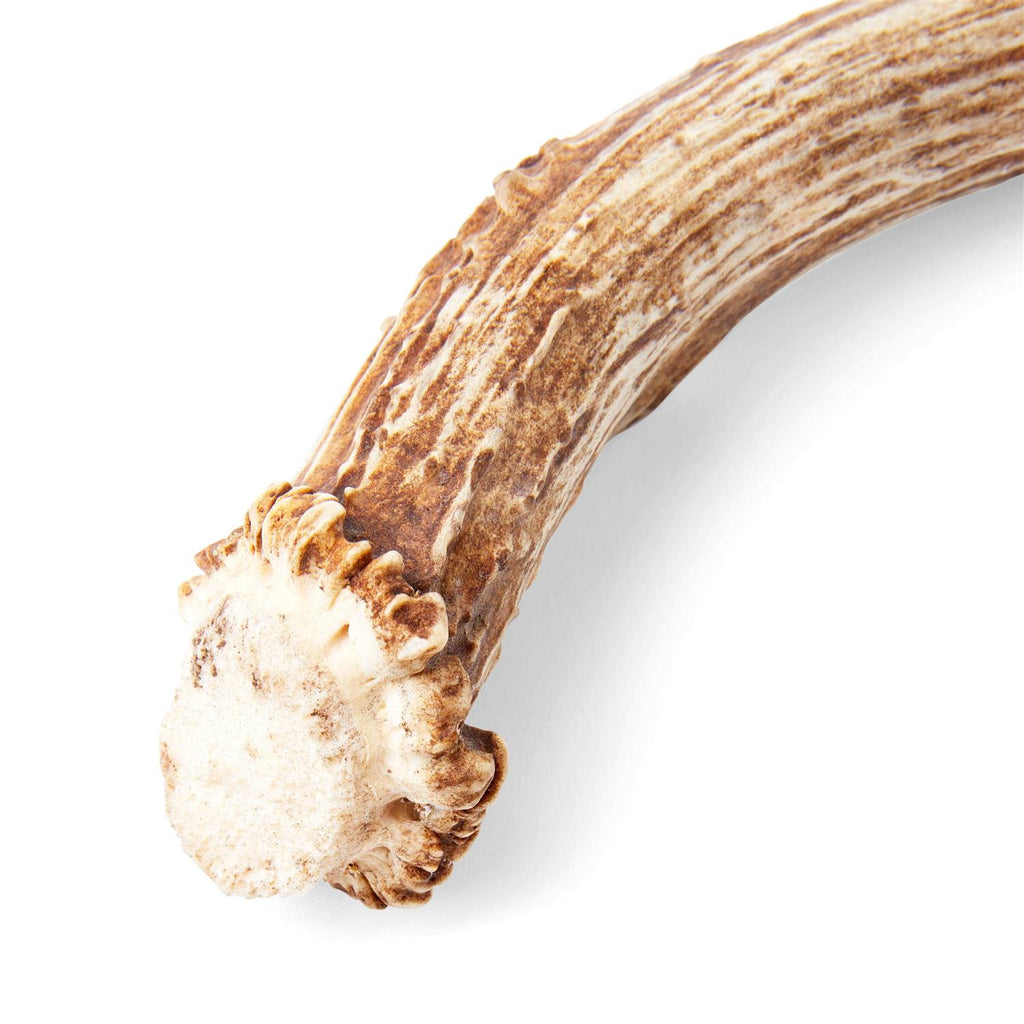 Whole Deer Antler Dog Chew E266283