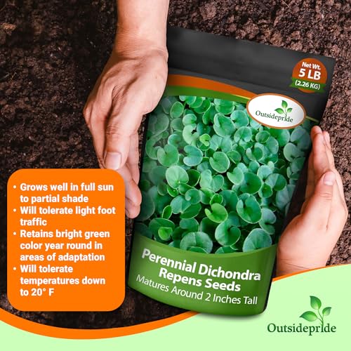 Dichondra Repens Ground Cover Seeds 1 lb B53437