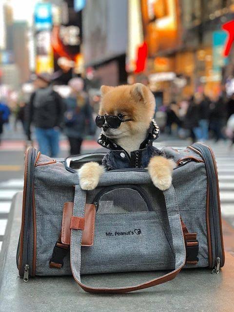Airline Approved Soft Sided Pet Carrier Tote X34486