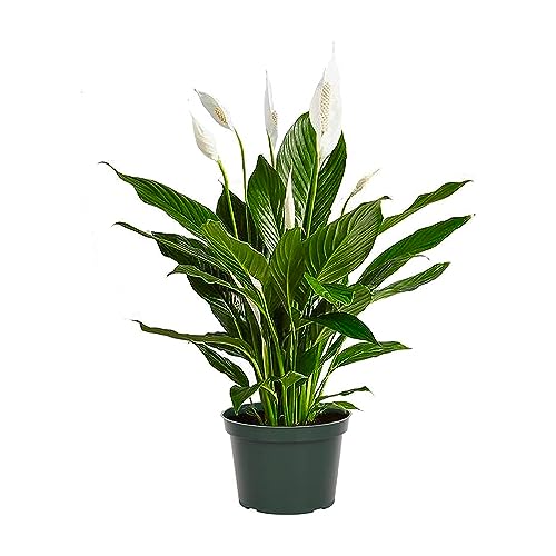 Peace Lily Live Plant, 6-Inch Pot, Green W706809