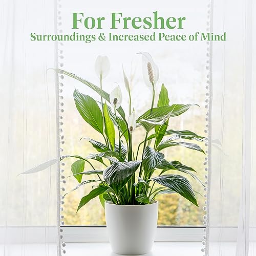 Peace Lily Live Plant, 6-Inch Pot, Green W706809