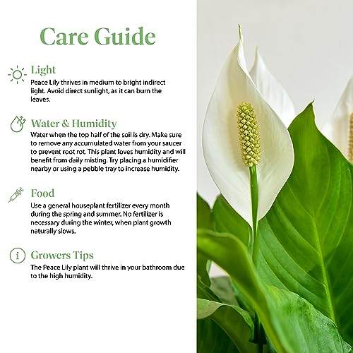 Peace Lily Live Plant, 6-Inch Pot, Green W706809