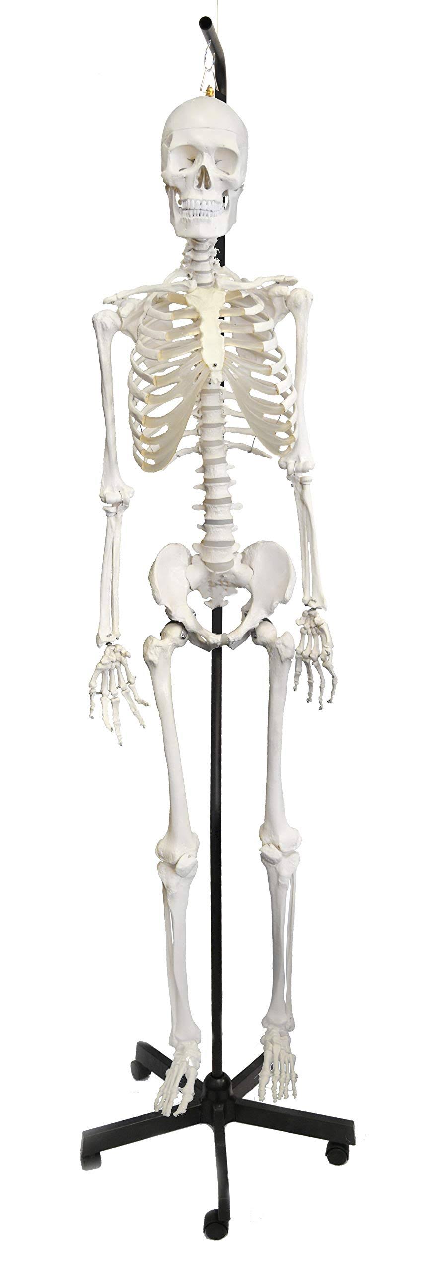 Life Sized Moveable Joints Human Skeleton Anatomical Model U594