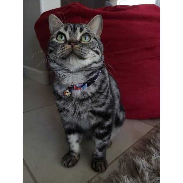 Chirimen Cat Collar N907586