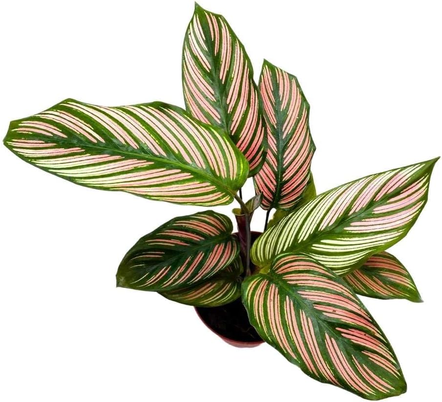 4 inch Calathea Prayer Plant R565198