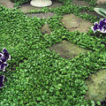 Dichondra Repens Ground Cover Seeds 1 lb B53437