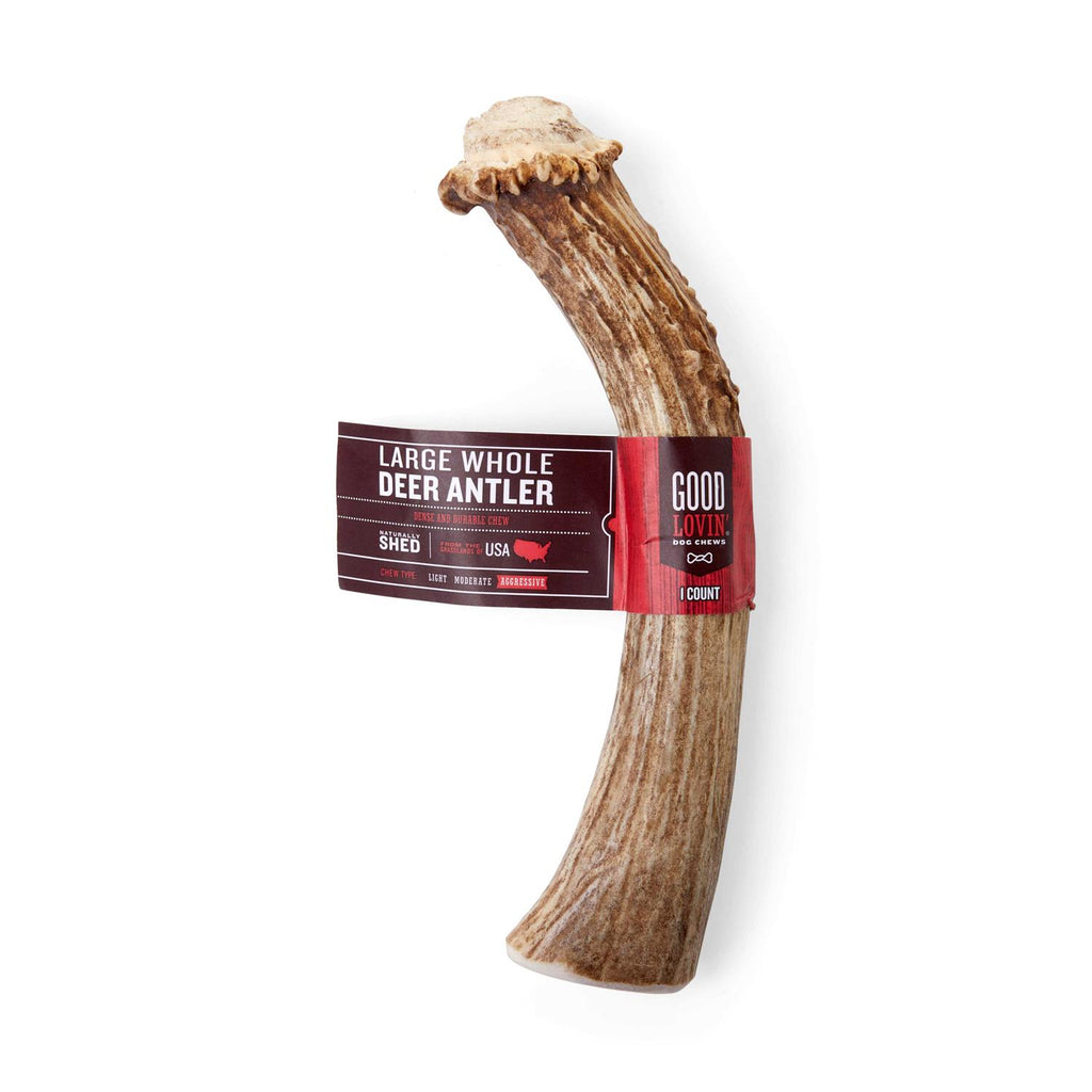Whole Deer Antler Dog Chew E266283