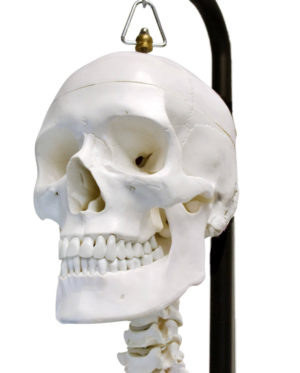 Life Sized Moveable Joints Human Skeleton Anatomical Model U594