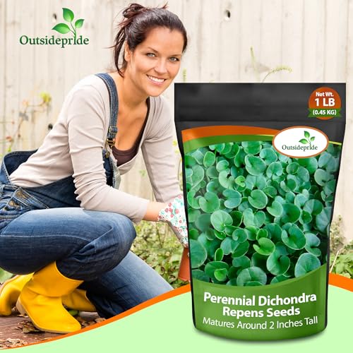 Dichondra Repens Ground Cover Seeds 1 lb B53437