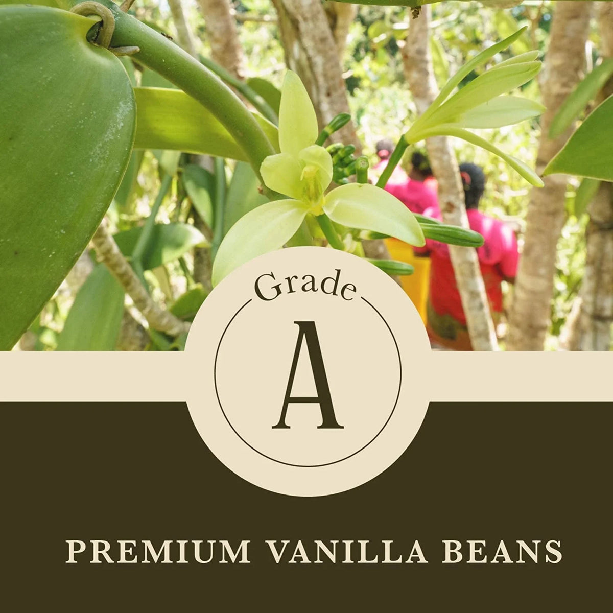 Pure Vanilla Powder 24 Ounce K764