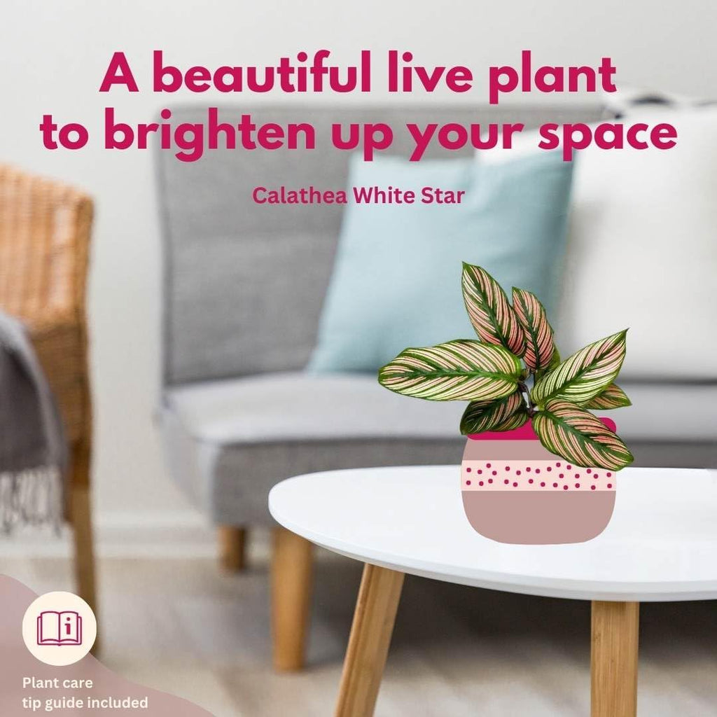 4 inch Calathea Prayer Plant R565198