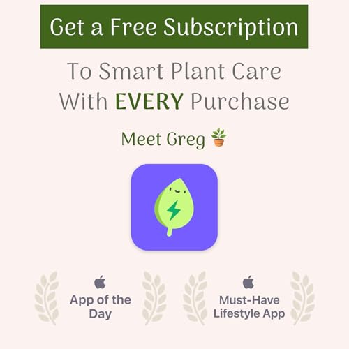 Peace Lily Live Plant, 6-Inch Pot, Green W706809