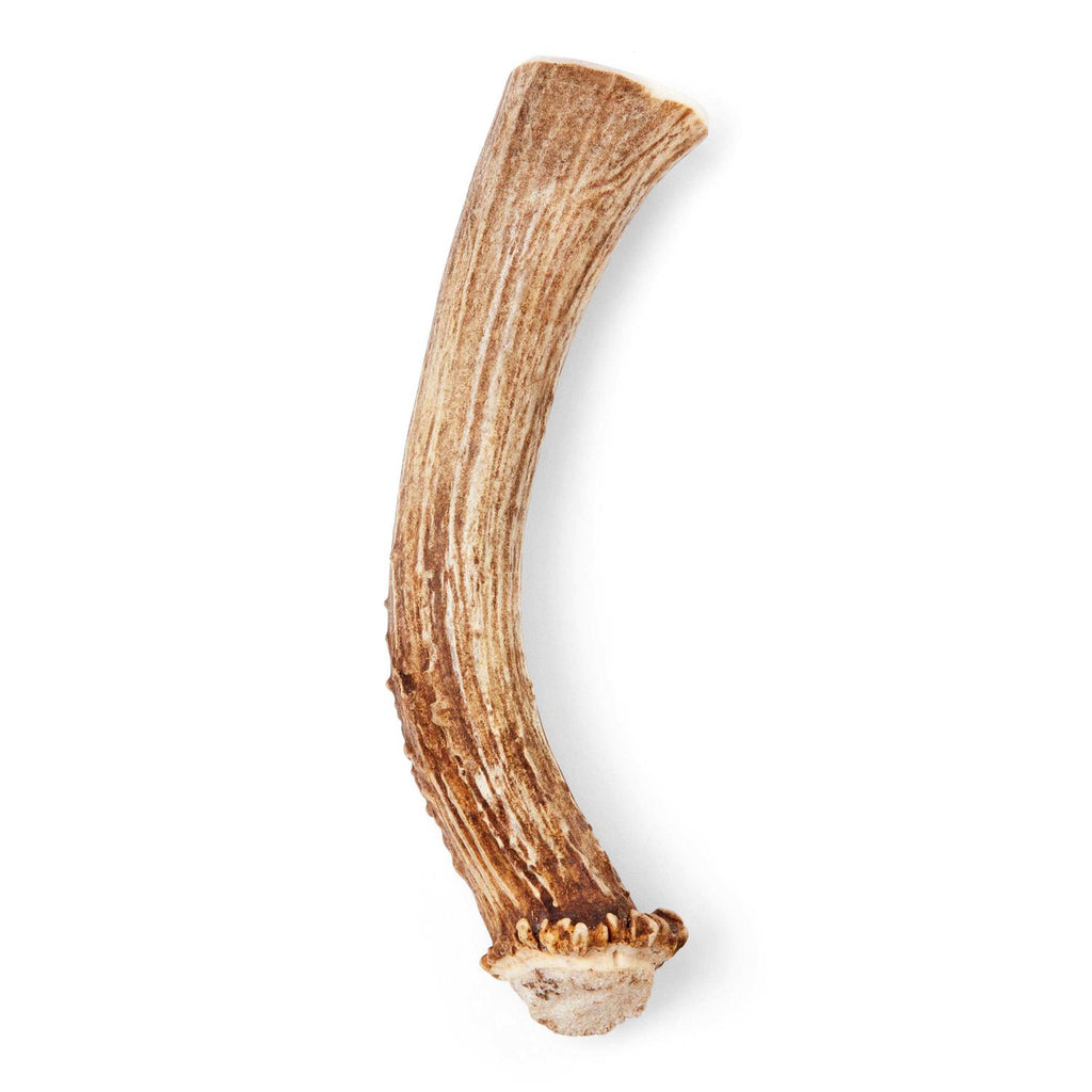 Whole Deer Antler Dog Chew E266283