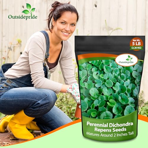 Dichondra Repens Ground Cover Seeds 1 lb B53437