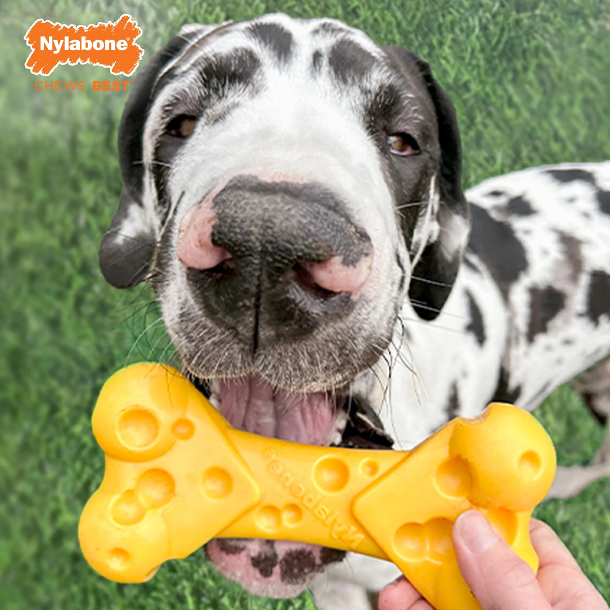 Cheese X-Large Dog Toy S390
