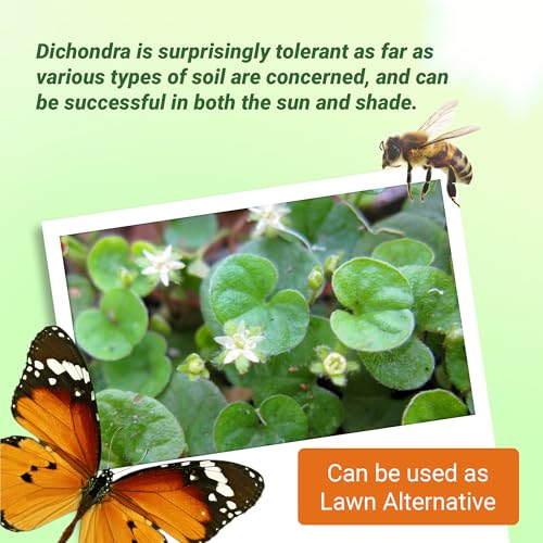 Dichondra Repens Ground Cover Seeds 1 lb B53437